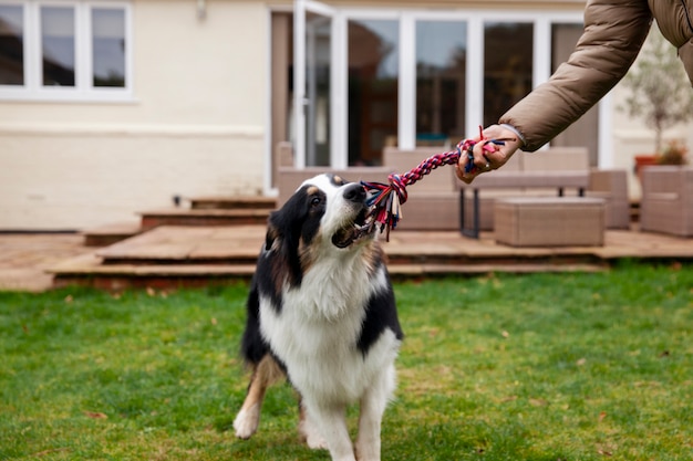 Atropellar un perro en diferentes culturas y religiones: explorando sus interpretaciones y connotaciones.