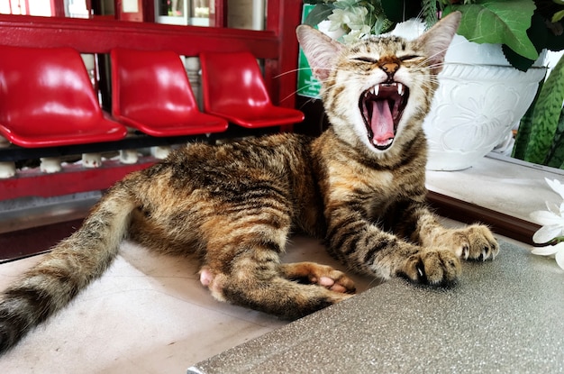 El Significado del símbolo de: El ronroneo de los gatos: un símbolo de calma y bienestar