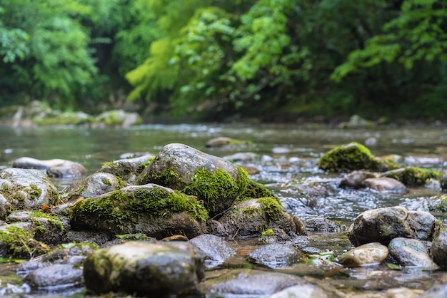 El Significado del símbolo de la perla de río: Pureza y Renovación