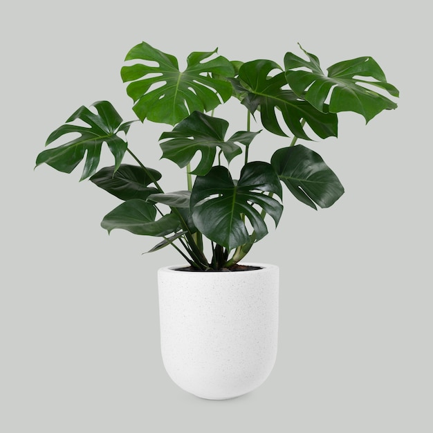 El Significado del símbolo de la planta: crecimiento, vida y conexión con la naturaleza
