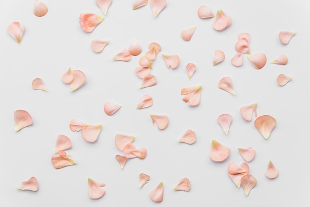 El Significado del símbolo de los pétalos de rosa: amor, belleza y romance