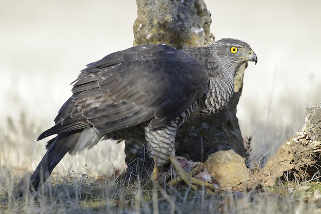 El aguilucho: un símbolo de poder y libertad.