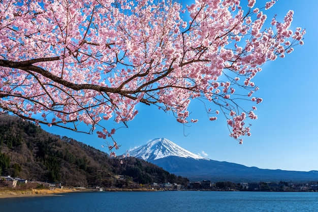 El árbol de cerezo: belleza efímera y renacimiento