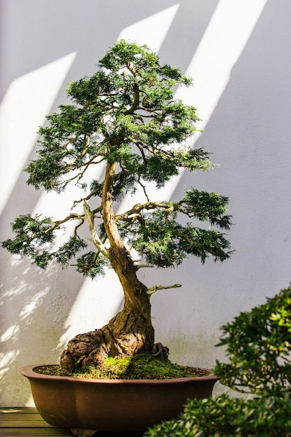 El árbol de jade: un símbolo de prosperidad y buena suerte
