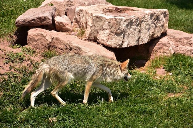 El coyote en diferentes culturas: Explora cómo este animal es interpretado en distintas sociedades