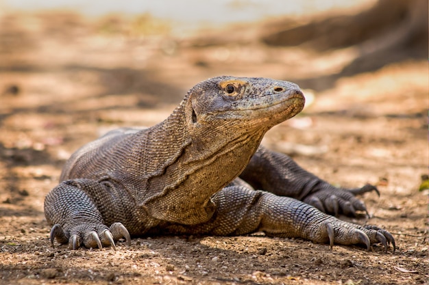 El dragón de Komodo en diferentes culturas: deidades y leyendas en todo el mundo