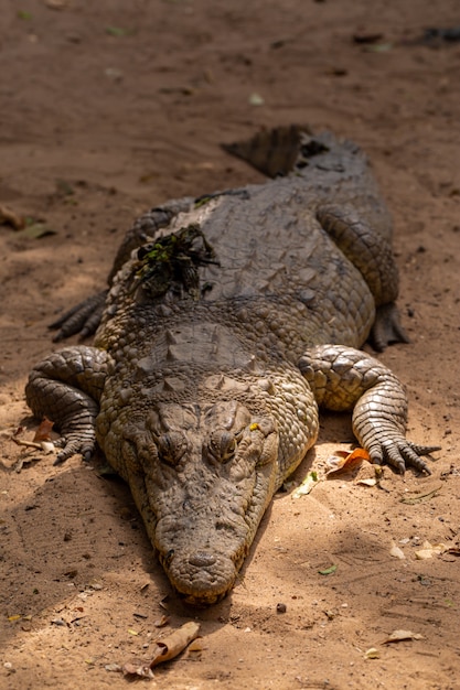 El dragón de Komodo: un símbolo de poder y supervivencia