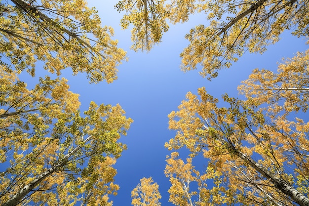 El equinoccio de otoño: un símbolo de balance y transición