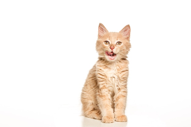 El gato blanco como símbolo de pureza y protección