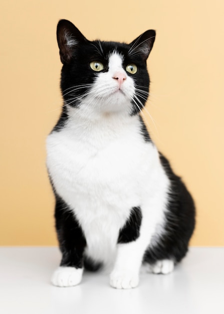 El gato blanco en diferentes culturas: conoce cómo es interpretado en distintas sociedades