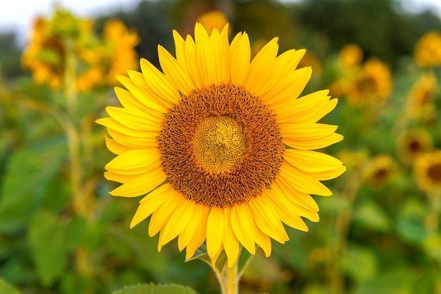 El girasol: un símbolo de luz, esperanza y admiración
