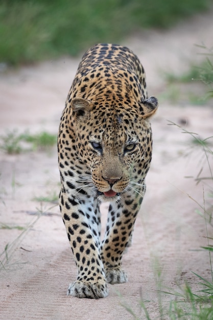El jaguar en las distintas culturas, etnias o religiones