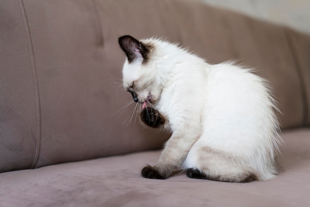 El maullido de gato: un símbolo de comunicación y conexión