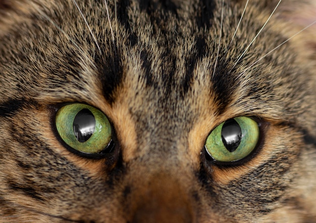 El misterio detrás de los gatos con ojos de dos colores