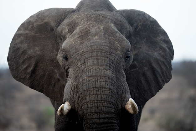 El ojo de elefante: un símbolo de protección y sabiduría en diferentes culturas y religiones
