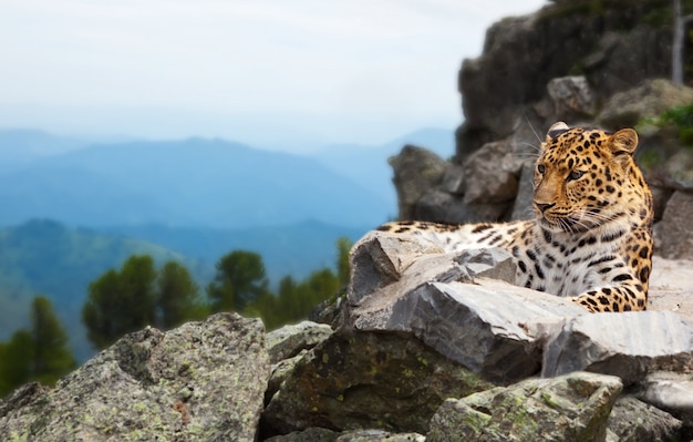 El ojo de tigre en diferentes culturas y religiones: explorando las interpretaciones de esta piedra en todo el mundo.
