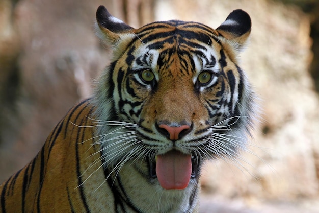 El ojo de tigre: un símbolo de protección y poder