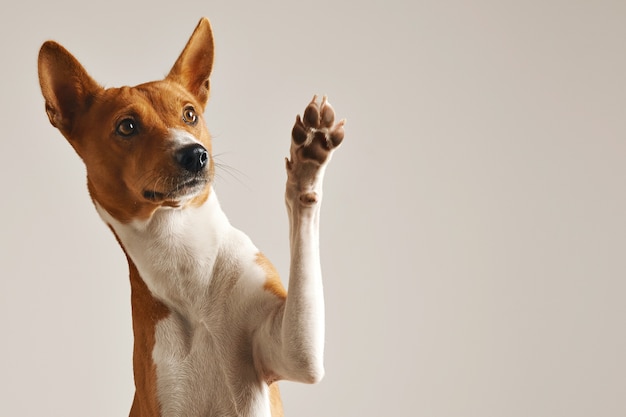 El perro: más que una mascota, un símbolo de lealtad y protección