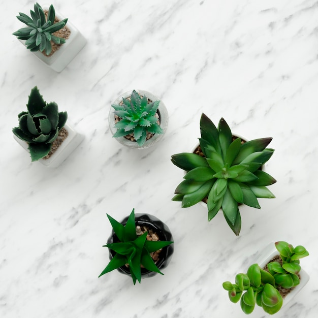 El poderoso simbolismo de la planta de jade: prosperidad y buena suerte