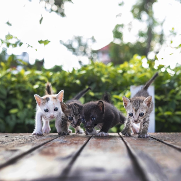 El ronroneo de los gatos en diferentes culturas y religiones