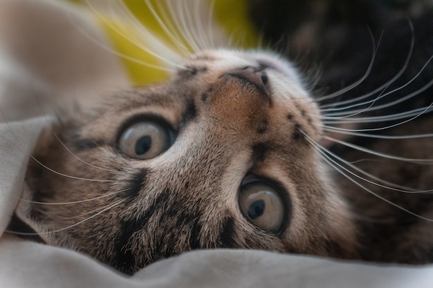 El ronroneo de los gatos: un símbolo de calma y bienestar