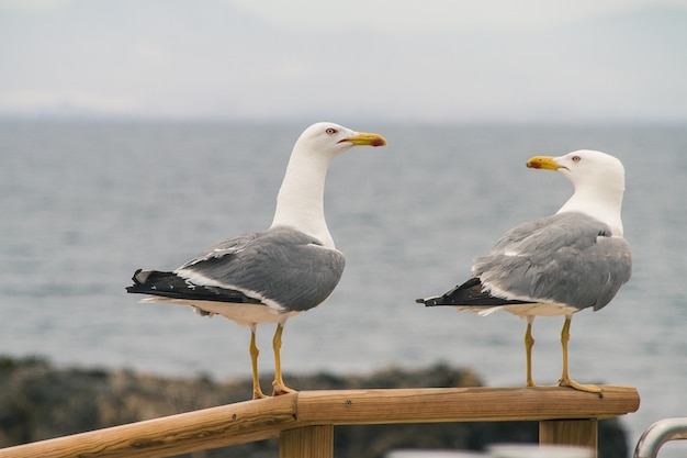 El significado del símbolo de: La gaviota