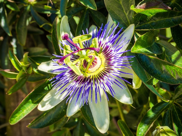 El significado del símbolo de la flor de la pasión: Un viaje a través del amor y la entrega
