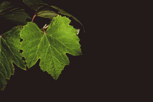 El significado del símbolo de la hoja de parra