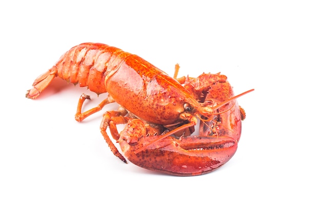 El significado del símbolo de la langosta