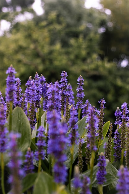 El significado del símbolo de la lavanda