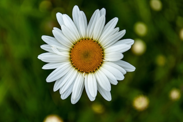 El significado del símbolo de la margarita: belleza y pureza en la naturaleza