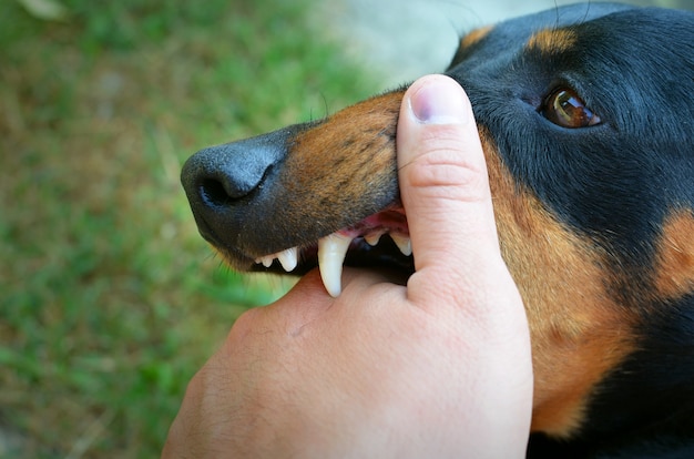 El significado del símbolo de la mordedura de perro