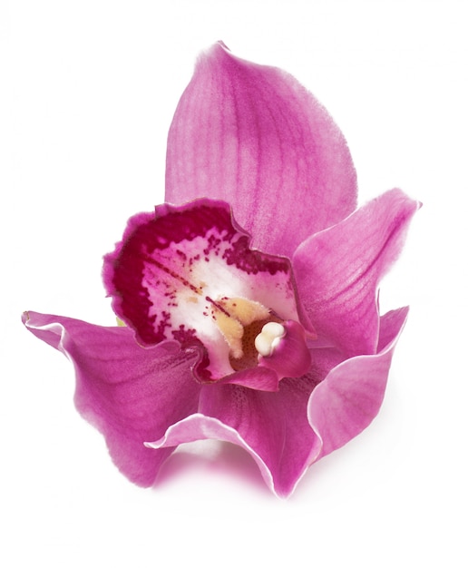 El significado del símbolo de la orquídea