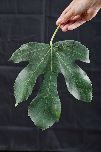 El significado del símbolo de la planta costilla de Adán: La conexión entre el hombre y la naturaleza