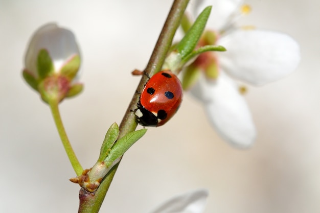 El significado del símbolo de las mariquitas