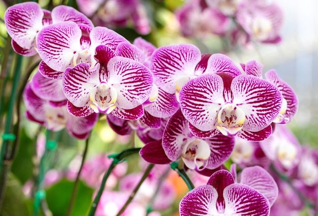 El significado del símbolo de las orquídeas