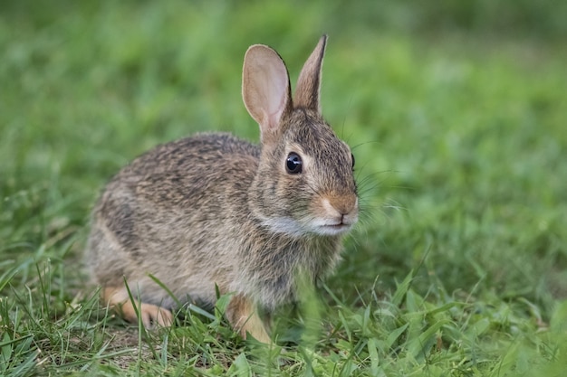 El significado del símbolo de los conejos