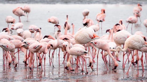 El significado del símbolo de los flamencos