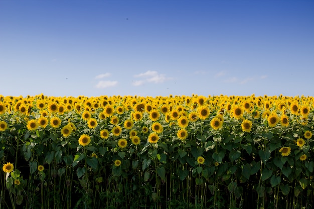El significado del símbolo de los girasoles
