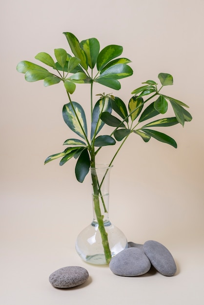 El significado del símbolo del árbol de jade