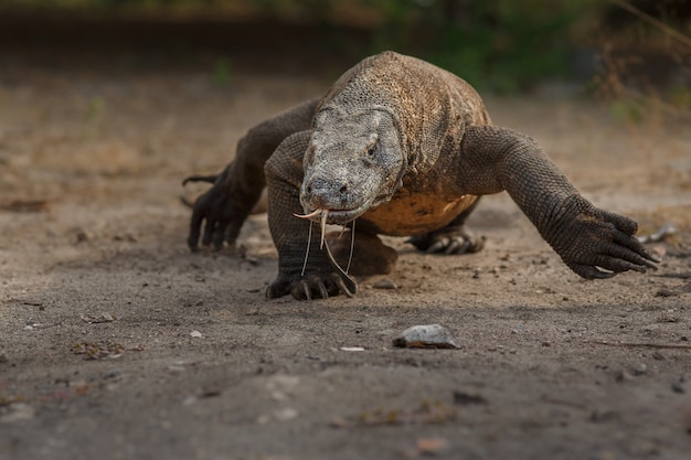 El significado del símbolo del dragón de Komodo