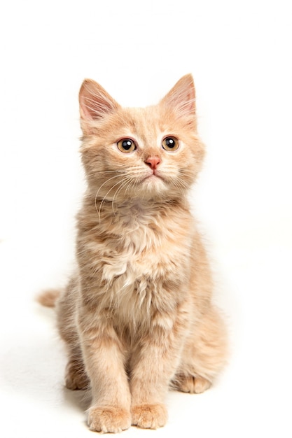 El significado del símbolo del gato blanco