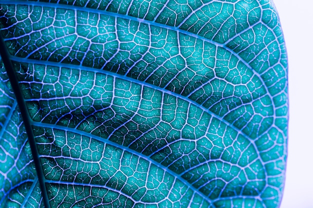 El significado del símbolo del gusano de seda: Un viaje de transformación y belleza
