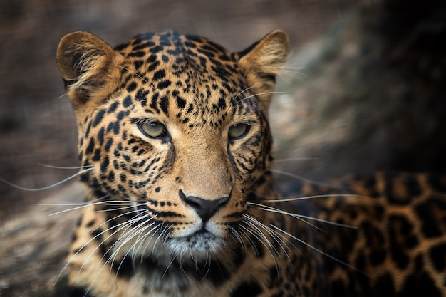 El significado del símbolo del jaguar