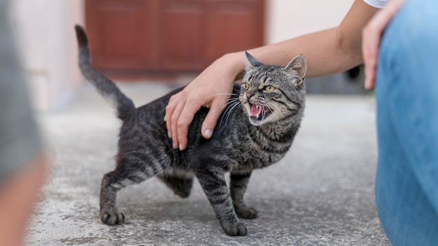 El significado del símbolo del maullido de gato