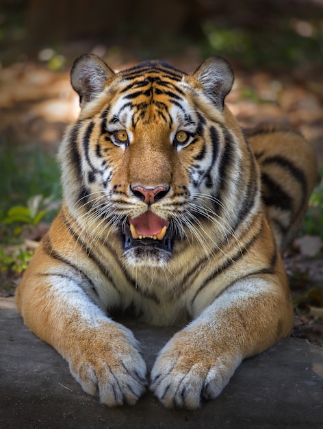 El significado del símbolo del tigre