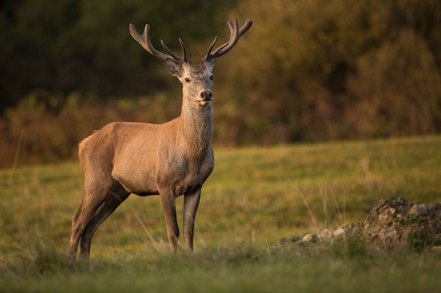 El significado del símbolo del venado