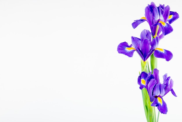 El significado místico de la flor de iris