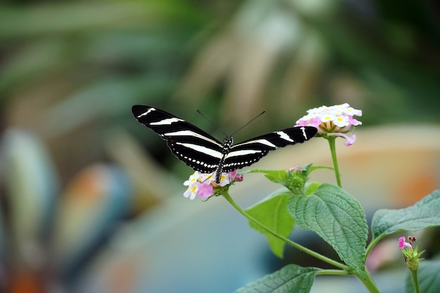 El simbolismo de la mariposa cola de golondrina en diferentes culturas: explora cómo este símbolo es interpretado en distintas partes del mundo, desde la belleza y la alegría hasta la conexión con el espíritu y la resurrección.