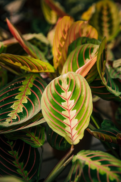 El simbolismo de la planta costilla de Adán en distintas culturas y religiones: Explora cómo esta planta ha sido percibida y utilizada en diferentes tradiciones alrededor del mundo.